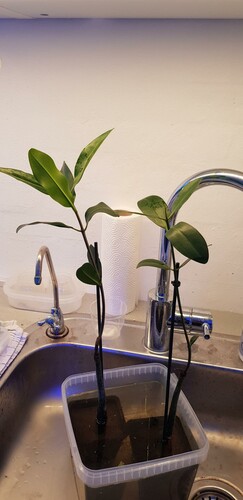 Tilvænning af mangroverne 10.09.20 Jeg starter med RO vand og så hælder jeg lidt vand af og efterfylder med saltvand. Det gør jeg dagligt indtil de står i rent saltvand. Det tager cirka en lille uge.