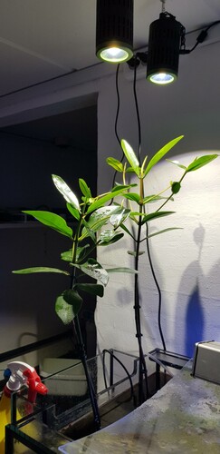 Nr 2 sat ind i karantænen