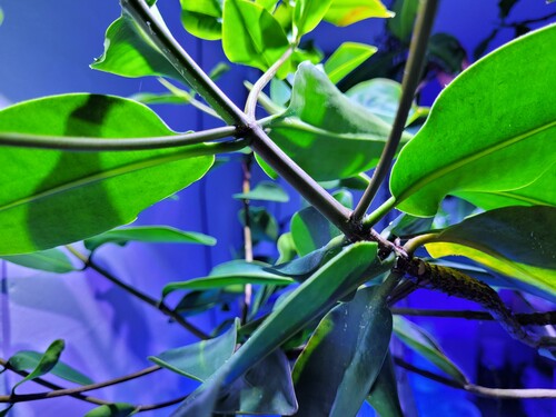 Nogle af de nye skud bliver nogle gange til blade, andre gange er det både nye blade og nye sidegrene. Jeg ved ikke hvad der forårsager det ene eller det andet. Hver gang den får nye sidegrene bliver den mere busket i væksten.