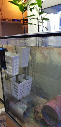 Ophæng til mangroverne