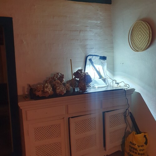 Der er langt til mangrove skoven  lige nu