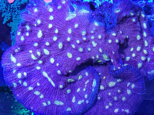 Samme, lidt forstørret så man kan se de flotte polypper
