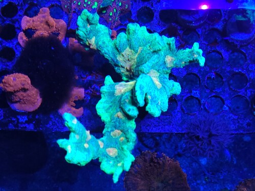 Pectinia spec. "Space invader". Var næsten væk. Stod på bunden og der var trods alt for lidt lys. Blev rykket op i lyset og det bekom den vel