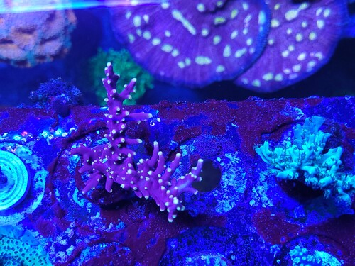 Og så et par billeder fra hylderne, lidt tættere på lyset. Her en rød carduus type. Kaldes for De Jong signature coral. Som med andre carduus typer, lidt tricky. Ikke en begynder koral.