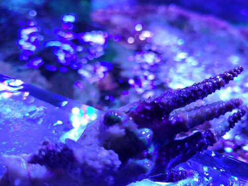 En inficeret gren mere. Forstør billedet, så er de mere tydelige.