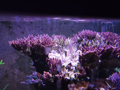 Og i går aftes så det sådan ud. Manglede stadig en del klipning. Der er nogle enklaver der ikke er inficeret.