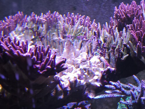 Samme område, lidt forstørret.