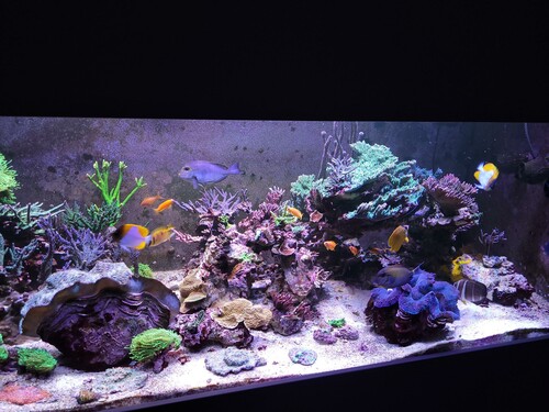 Som det ser ud her til aften.