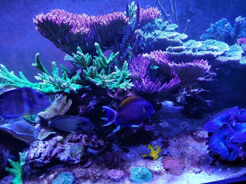 udsnit af midten fra 05.05.24. Mest fordi jeg synes det er et pænt billede, mine ringe fotografevner taget i betragtning.