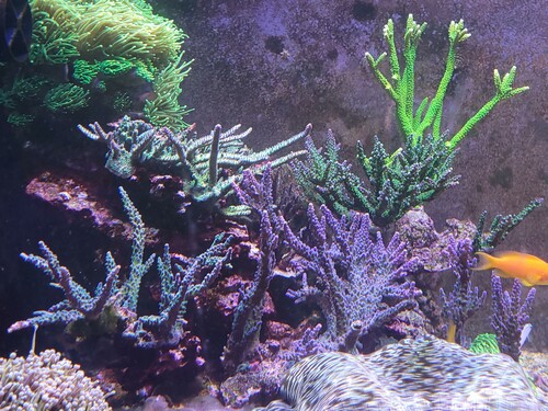 For et par måneder siden kom Mikkel forbi og inden jeg fik set mig om, var vi igang med at ombygge venstre side. Det er nu min staghorn sektion.