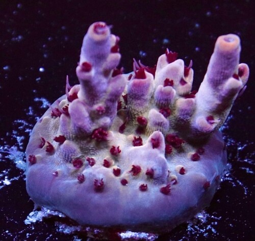 Bluberry shotcage.jpg