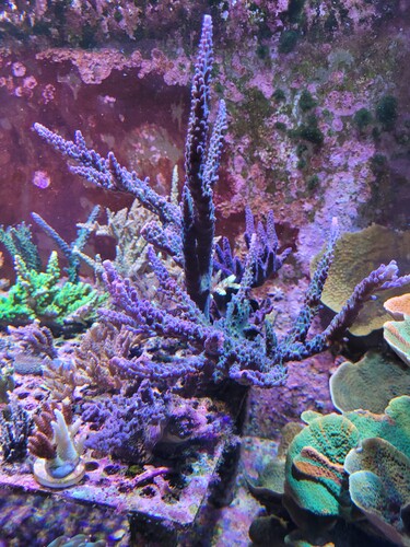 Denne her er en af de Acropora spec ultra. Den var vel 5cm og viste sig at være én staghorn type.