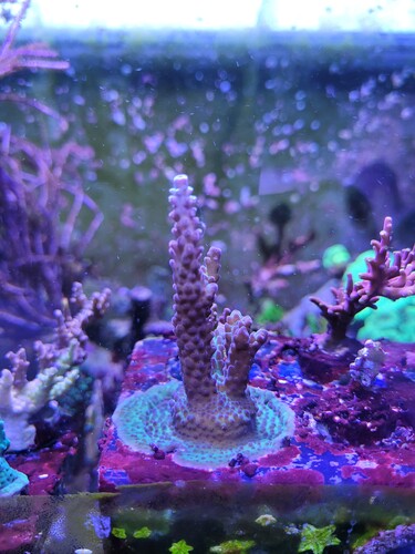 Denne her er det samme, Acropora spec ultra. Som man kan se, er der ret god vækst i den. Man kan sige den bruger kræfterne på de indre linjer først. Modsat den forrige, der bare løber der ud af.