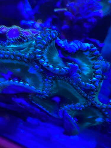 Zoa mange hoveder 200 kr