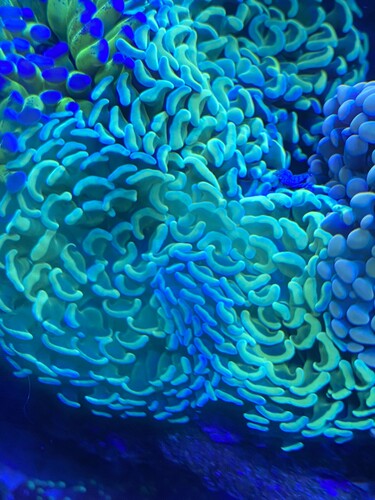 Guldfarvet Euphyllia 150 kr