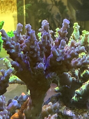 Great PE White light