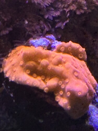 Montipora setosa "Red Devil"