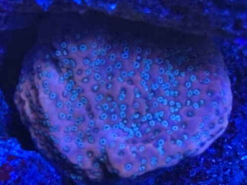 Montipora Cherry Tree