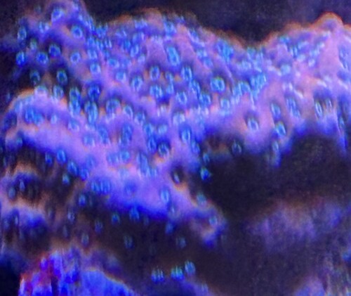 Montipora Cherry Tree