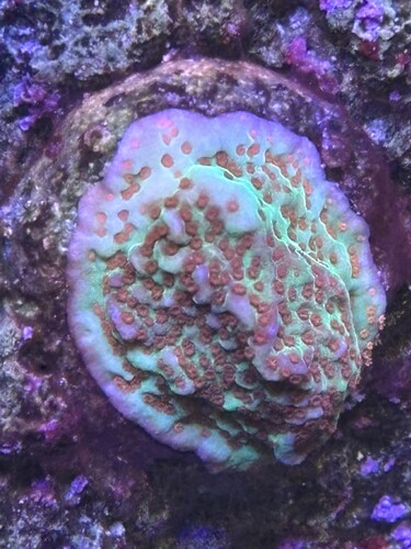 montypoa chillypebber