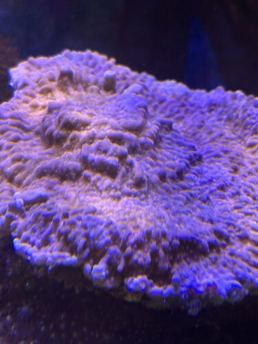 Moderkoral ik til salg af Montypoa mean streak