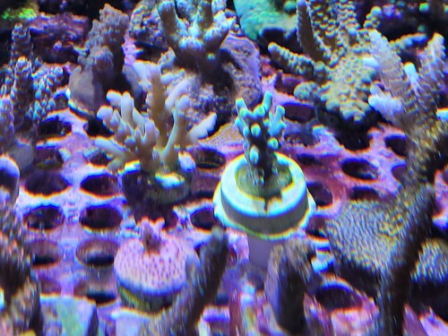 Acropora "Tyree Pinky the bear" Billedet er fra den 22.12.2023 Jeg syntes at jeg havde et ældre billede fra lige da den kom i, men jeg kan ikke finde det. Det er Ptb den encrustede fragplug med en lille gren. Da den kom var den lille gren kun et par mm.