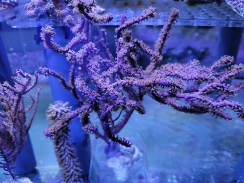 Muriceopsis flavida. Blå stamme og brune polypper. En af mine ældste gorgoniaer.