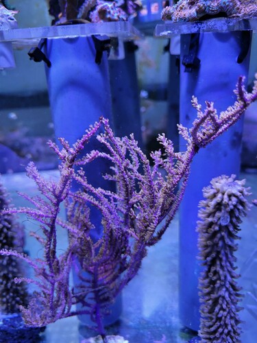 Antillogorgia (Pseudoterogorgia) elisabetae. En af de almindeligste af dem med blå stamme.