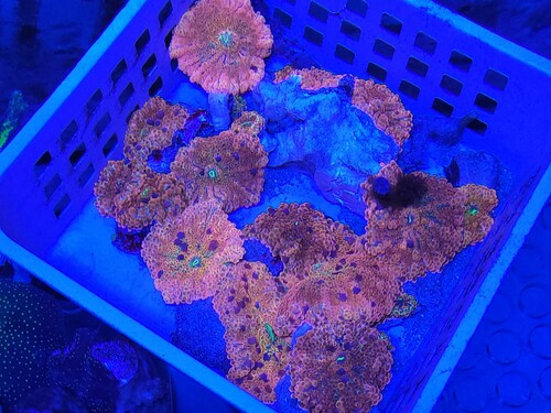 Under oprydningen var der også en stak Ricordea yuma orange/rød. Dem skal jeg ikke have i fragtanken, så de skal sælges. Alle sidder på en stykke koralskelet så de ikke blæser rundt i det akvarie de nu kommer til.