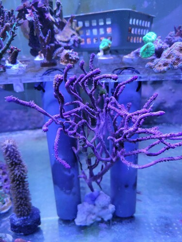 Muriceopsis flavida. Samme type som forrige billede. Her bare med polypperne trukket ind. Man kan godt synes at de ligner hinanden de her gorgoniaer. Men ser man på stammerne er de vidt forskellige. Denne har noget tykkere grene end elisabetae har, men de er stadig helt stive. Antillogorgia bipinnata har meget tynde grene, der er bøjelige og klarer sig rigtigt fint i kraftigt flow.