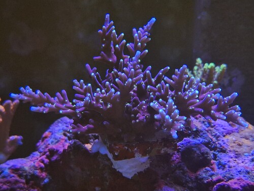 black sabbath acropora