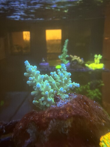 New coral 1