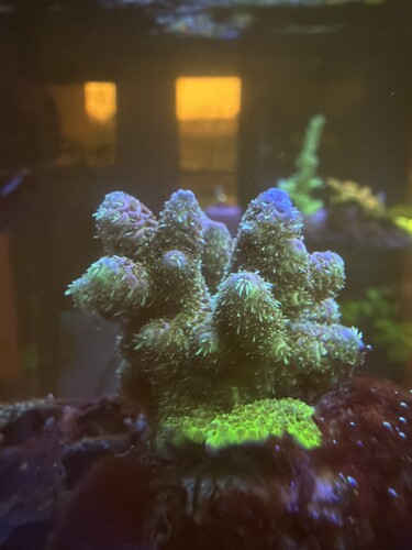 New coral 2