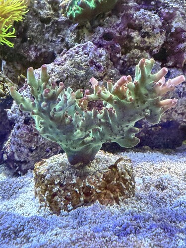 Wwc Budgie Smugglers til salg