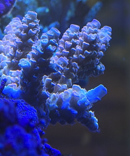 IMG_1250.jpeg