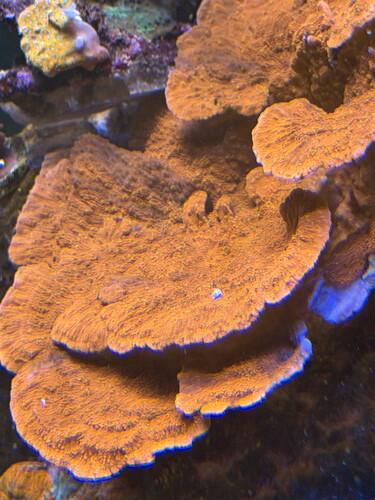 IMG_6235.jpeg