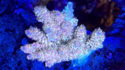 IMG_1952.jpeg