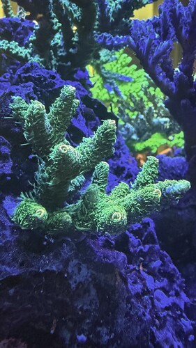 IMG_2077.jpeg