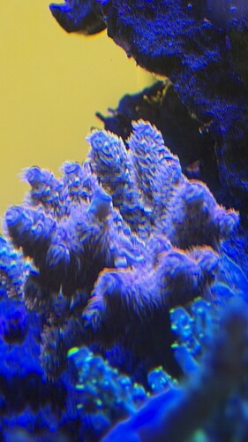 IMG_2089.jpeg