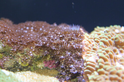 Ældre billede af de brune clove polyps ( taget med godt kamera)
