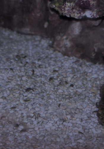 100 vis af Amphipods