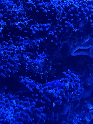 ID?