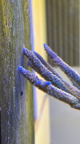 IMG_2135.jpeg