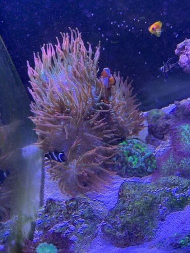 Anemone 2.jpg