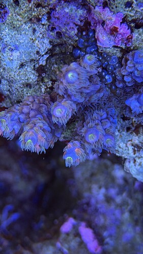 IMG_2244.jpeg
