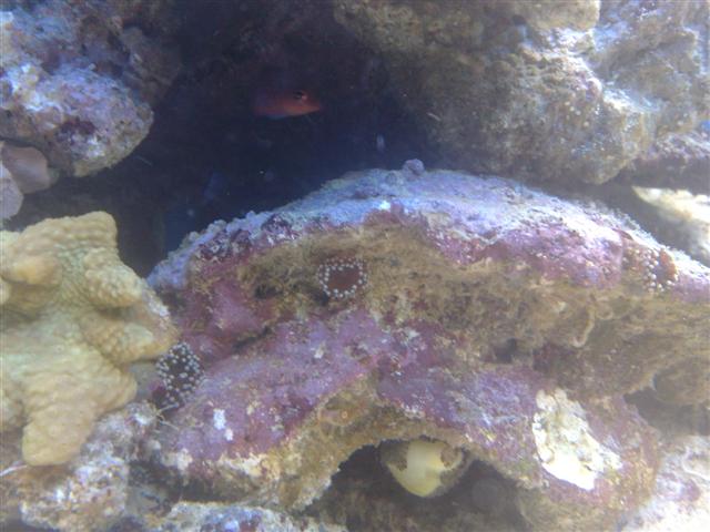 pest3 (Small).jpg