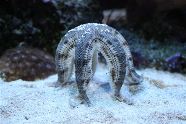 Sand_Søstjerner (Small).jpg