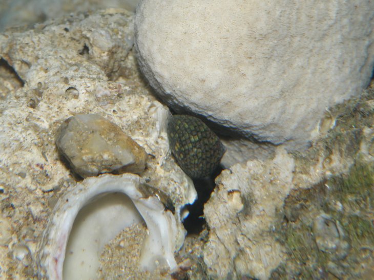 snegl.jpg