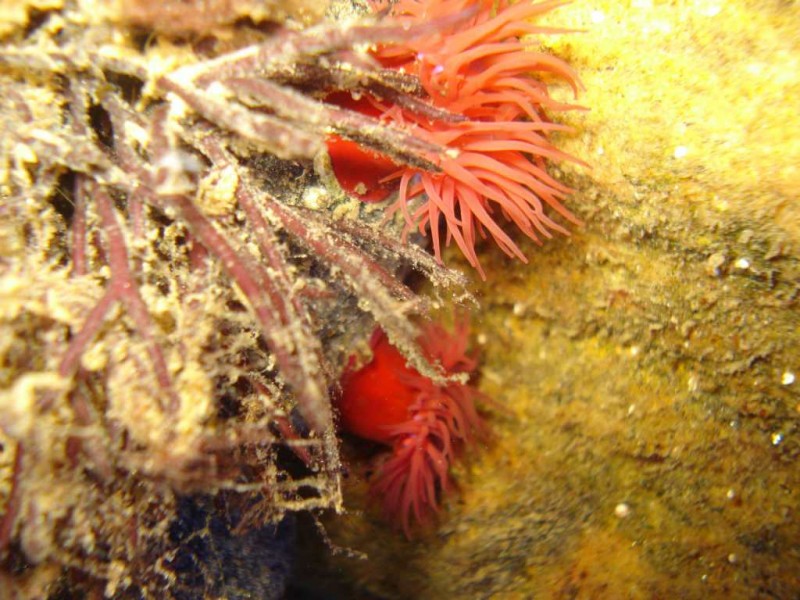 DSC01396-01.jpg (87.34 KiB) Vist 1991 gange Actinia aquina