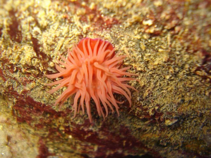 DSC01397-01.jpg (89.91 KiB) Vist 1990 gange Actinia aquina